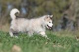 ALASKAN MALAMUTE 120